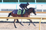 「【２５日の注目・札幌４Ｒ】兄は重賞馬　弟はセレクトセールで２・５億円　良血フレッチャアズーラもう負けられない」の画像1