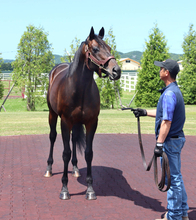 初年度産駒２冠馬ロブチェンの活躍で評価一変　ワールドプレミア２４頭から１２０頭超の種付け頭数に激増
