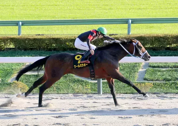 【ブラジルＣ】この日４勝と絶好調の横山武史騎手がクールミラボーをＶへ導く　「狙ったところを取れました」