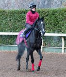 「【ホープフルＳ】コントレイルの初年度産駒バドリナートがＧ１昇格後初の父子制覇へ　松永幹調教師「完成度は高い」」の画像1