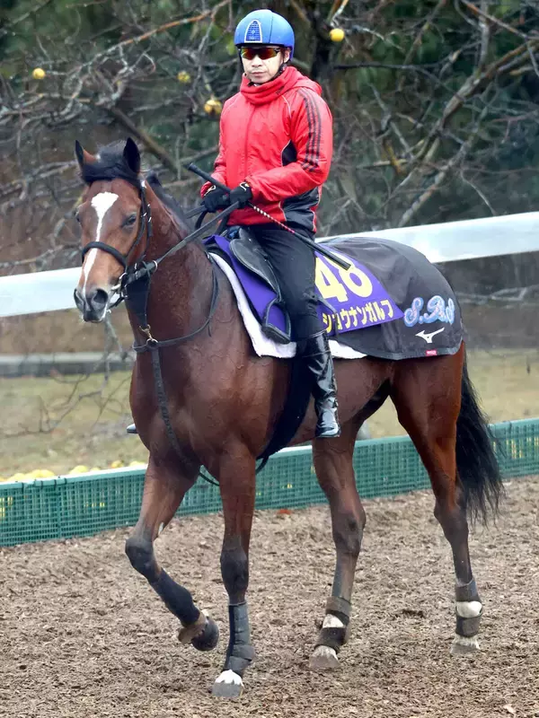 【ホープフルＳ】ショウナンガルフは無傷３連勝へ７枠１３番　須貝調教師「枠はそんなに気にすることもなかった」