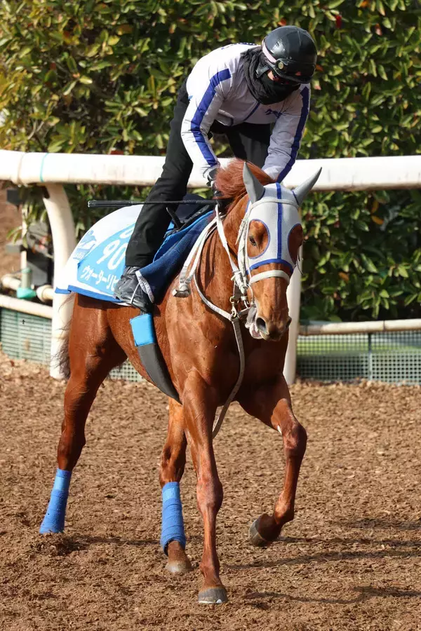 【東京新聞杯】連覇目指すウォーターリヒトが坂路で鋭い伸び脚　石橋調教師「しっかりと動ける状態にある」
