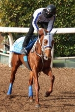 【東京新聞杯】連覇目指すウォーターリヒトが坂路で鋭い伸び脚　石橋調教師「しっかりと動ける状態にある」