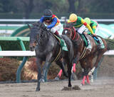 「【ドバイ・ゴールデンシャヒーン】テーオーエルビスとロードフォンスが招待を受諾」の画像1