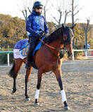 「【注目馬動向】アメリカＪＣＣ２着のドゥラドーレスは金鯱賞へ　悲願の重賞初タイトルを狙う」の画像1