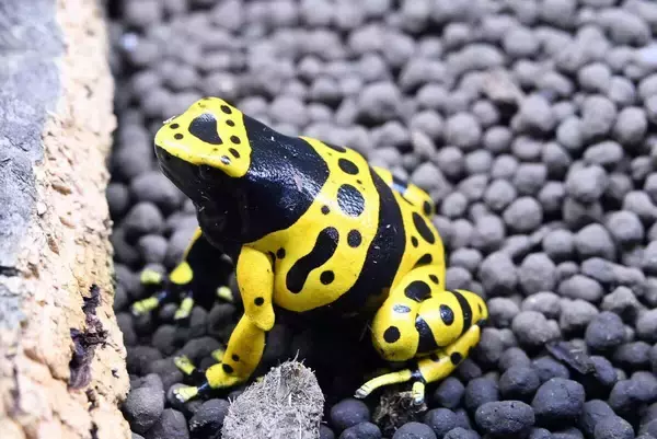 “こわい”から“すごい”へ　毒を「個性」として再発見　海遊館ニフレルの新ゾーン「どくにふれる」３月１８日誕生…大阪・吹田市