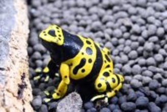 新ゾーン「どくにふれる」３月１８日誕生　“こわい”から“すごい”へ毒を「個性」として再発見