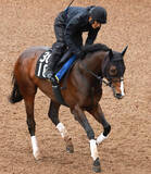 「【注目馬動向】デビューから無傷２連勝でチャーチルダウンズＣを勝利　アスクイキゴミはＮＨＫマイルＣへ　」の画像1