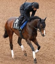【注目馬動向】デビューから無傷２連勝でチャーチルダウンズＣを勝利　アスクイキゴミはＮＨＫマイルＣへ　
