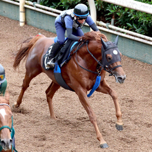 【ラジオＮＩＫＫＥＩ賞】骨折明けでもスカイスプレンダーは時計以上に迫力のある動き　陣営「仕上がりは問題ない」