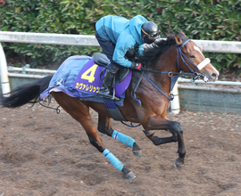 【朝日杯ＦＳ】カヴァレリッツォは５枠８番から逆転を狙う　吉岡調教師「偶数なのは良かったです」