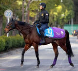 「【注目馬動向】サトノグランツは今年もカタール遠征目指す　ココナッツブラウンは小倉牝馬Ｓへ」の画像1