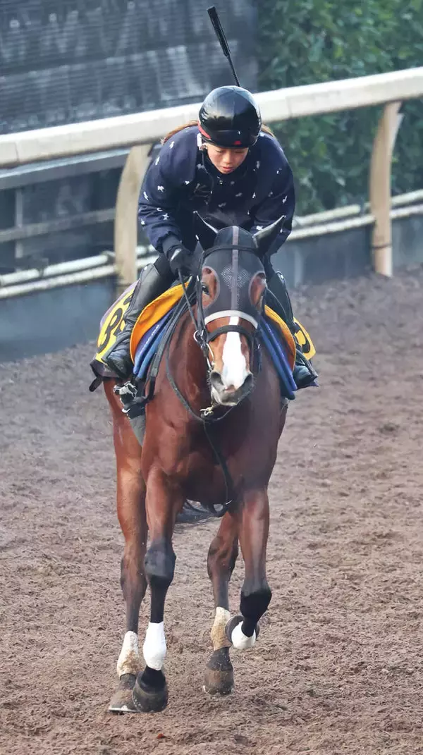 【シルクロードＳ】夏女カルプスペルシュが真冬の淀で初タイトルへ　石坂調教師「上積みはあると思う」