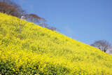 「千葉県・マザー牧場で約３５０万本の菜の花が見頃入り」の画像1