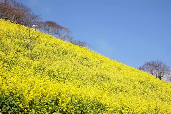 千葉県・マザー牧場で約３５０万本の菜の花が見頃入り