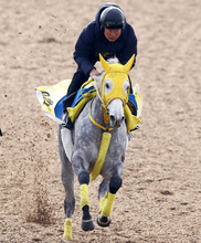 【中山記念】距離短縮と馬具変更で臨むマイネルモーント　高木調教師「時計がかかってくれないかな」