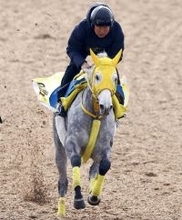 【中山記念】距離短縮と馬具変更で臨むマイネルモーント　高木調教師「時計がかかってくれないかな」