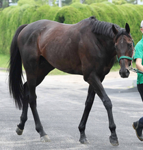 重賞３勝のカラテが誘導馬を引退　ＳＮＳ惜別「第三の馬生をのんびり過ごせるとええな」「絶対会いに行くよ」