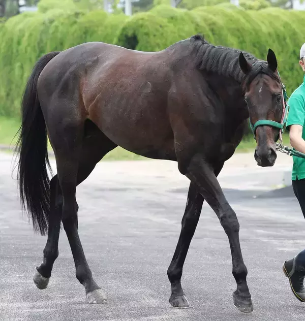 重賞３勝のカラテが誘導馬を引退　ＳＮＳ惜別「第三の馬生をのんびり過ごせるとええな」「絶対会いに行くよ」