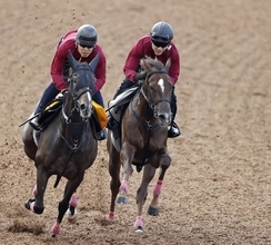 【サウジアラビアＲＣ】ベルウッドディープは新人トレーナーに初重賞をプレゼントできる出来！　室井調教師「大物だと…」　