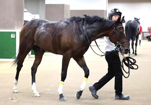 【注目馬動向】アイビーＳを勝利したキャピタルストーンは年末の２歳Ｇ１へ　久保田調教師「賞金を加算できてよかった」