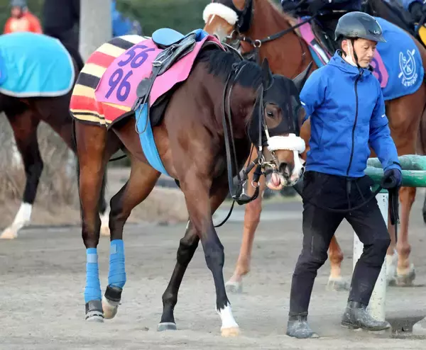 【注目馬動向】ルージュボヤージュはクイーンＣ除外でチューリップ賞にスライド　国枝調教師のラストデーに重賞参戦へ