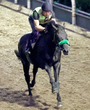 ３冠目指すロブチェンが帰厩後の初時計　陣営「体が大人になってしっかりしてきた」　神戸新聞杯から菊花賞へ