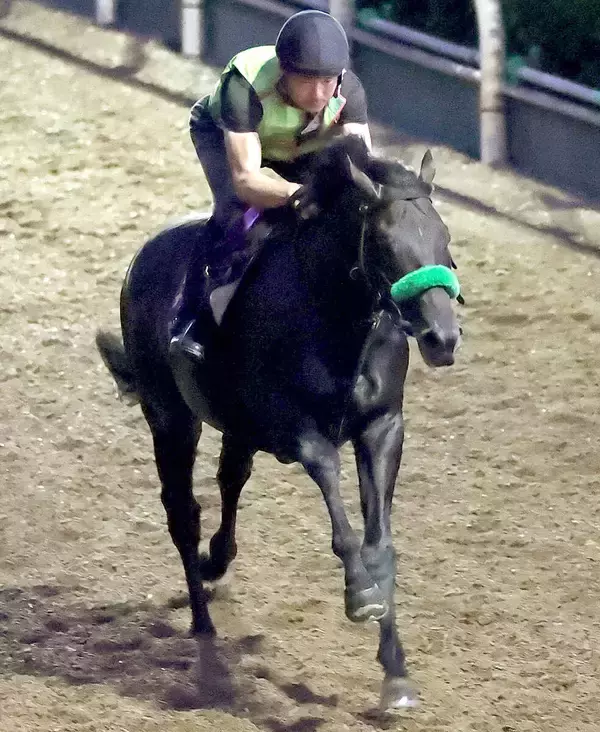 ３冠目指すロブチェンが帰厩後の初時計　陣営「体が大人になってしっかりしてきた」　神戸新聞杯から菊花賞へ