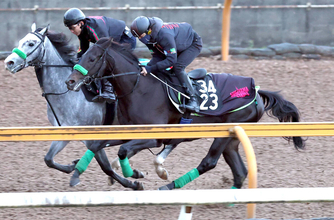 【ＰＯＧ】ダノンプレミアムの半弟ドンテスタマスターは素質あり　陣営「いいものは持っているが、もうひとつほしい」