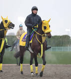 「【フェブラリーＳ】ウィルソンテソーロ悲願の中央Ｇ１初勝利へ　高木調教師「どこでも結果を出してくれる」」の画像1