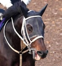 【川崎記念】Ｇ１級４度目挑戦　１番人気のアウトレンジは末脚届かず３着　前残りの展開に泣く