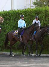 【日本ダービー】昨年のダービー馬クロワデュノールと豪華併せ馬！　最後まで食い下がったバステールに斉藤崇調教師「しっかり動けていた」