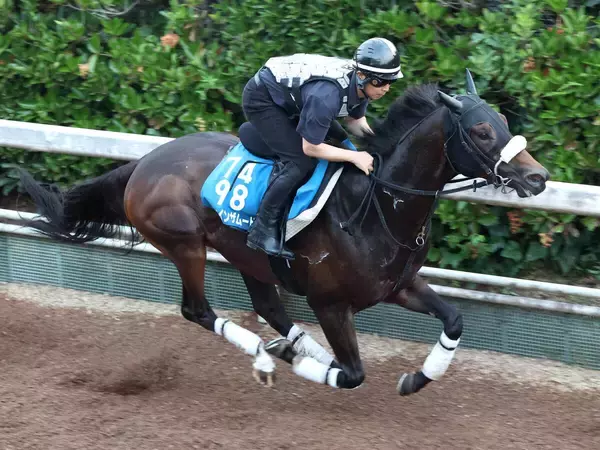 【東海Ｓ】坂路で鋭伸のドンインザムードは心身両面での成長目立つ　今野調教師「ちょうどいい追い切り」