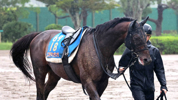 【オールカマー・金曜気配】コスモキュランダは２年半ぶりの勝利へ虎視たんたん　加藤士師「仕上がりは問題ないと思います」