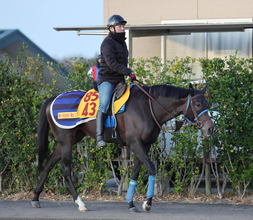 【中山金杯】満を持して重賞初制覇を狙うアンゴラブラック　尾関調教師「リフレッシュされていい感じです」