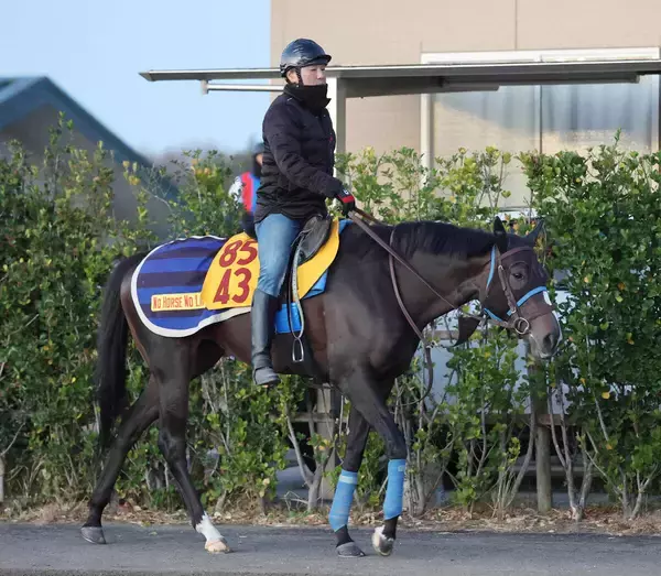 【中山金杯】満を持して重賞初制覇を狙うアンゴラブラック　尾関調教師「リフレッシュされていい感じです」