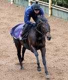 「【注目馬動向】ミュージアムマイルはドバイ・ターフでＣデムーロ騎手とコンビ継続」の画像1