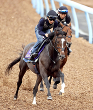 【菊花賞】２冠馬撃破へ　ダノンヒストリーは風格漂う最終デモ　堀調教師「今まで調教させてもらった中でも一番フットワークが大きいのでは」