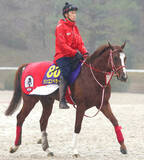 「【有馬記念】シンエンペラーはＣＷコースで軽め　陣営「頭が高くてもリラックスした走り」」の画像1