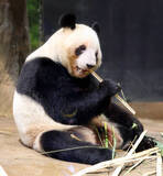 「双子のパンダを育てるのはすごく大変　経験ゼロからすべて手探りで慎重に」の画像1