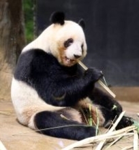 双子のパンダを育てるのはすごく大変　経験ゼロからすべて手探りで慎重に