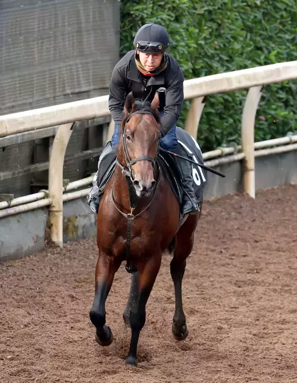 【きさらぎ賞】ローベルクランツの前走８着は参考外　小林調教師「ハミが抜けて、馬も人も…」