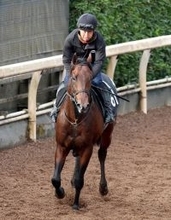 【きさらぎ賞】ローベルクランツの前走８着は参考外　小林調教師「ハミが抜けて、馬も人も…」