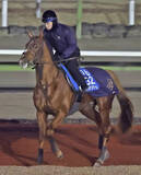 「【アミールＴ】ビザンチンドリームは７頭立ての６番枠に決定　ディープモンスターは１番、サトノグランツは５番」の画像1