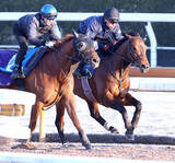 「【阪急杯】３連勝中のディアナザールは初重賞でもいきなり好勝負　斉藤崇調教師「能力はいいものを持っていますから」」の画像1