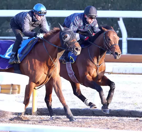 【阪急杯】３連勝中のディアナザールは初重賞でもいきなり好勝負　斉藤崇調教師「能力はいいものを持っていますから」