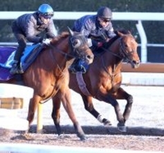 【阪急杯】３連勝中のディアナザールは初重賞でもいきなり好勝負　斉藤崇調教師「能力はいいものを持っていますから」
