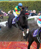 「「様式美」「いつもこんな感じ」障害の絶対王者２６年２着発進もネットは納得　阪神スプリングＪのエコロデュエル　」の画像1