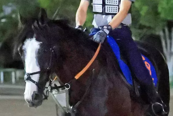 【ジャックルマロワ賞】４戦連続の海外挑戦となるシュトラウス　初の直線競馬に対応できるかがカギも武井調教師に策あり