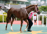 「【１５日の注目・中京８Ｒ】２冠牝馬チェルヴィニアの弟・チェルヴァーラが出走　菊花賞を目指すために負けられない一戦」の画像1